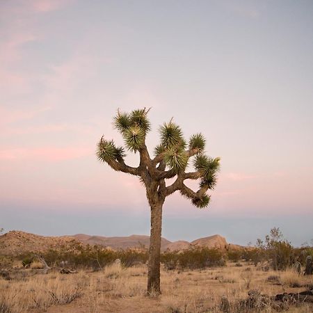 Modern Desert Dream - New Build Twentynine Palms Dış mekan fotoğraf