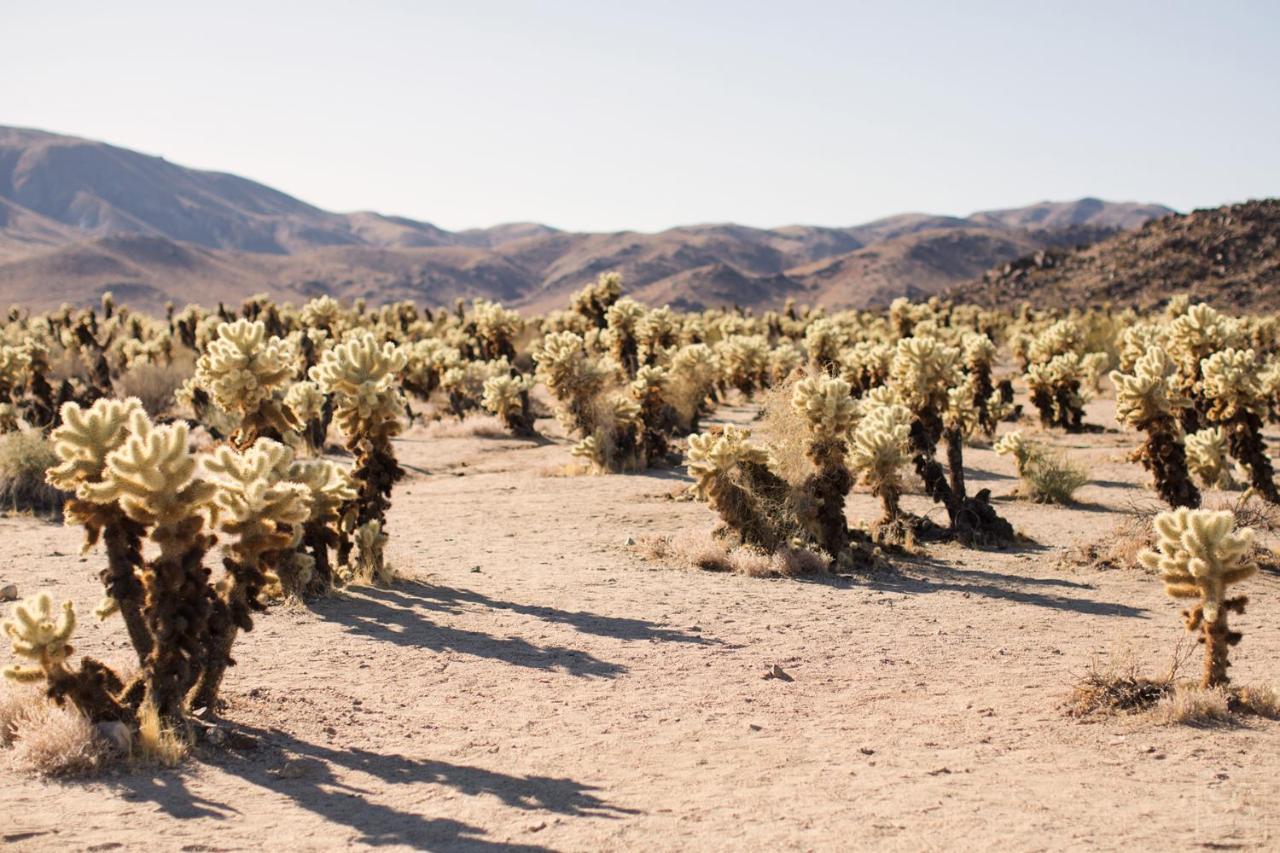 Modern Desert Dream - New Build Twentynine Palms Dış mekan fotoğraf